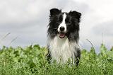 BORDER COLLIE 609